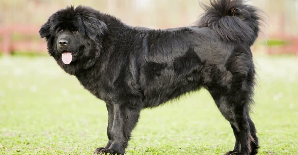 mastino tibetano contro lupo