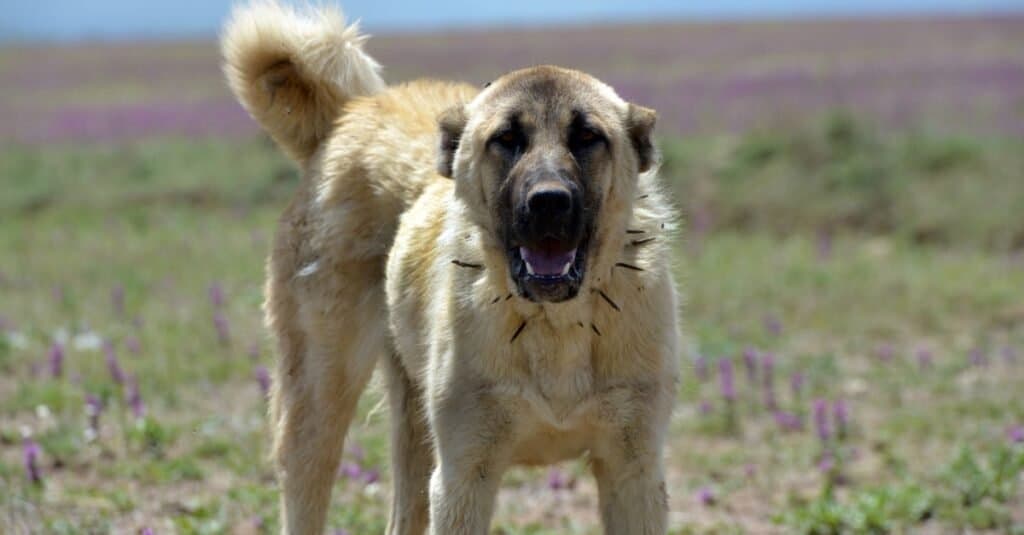 pastore anatolico vs kangal