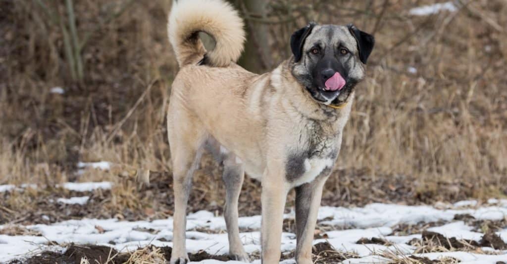 Razze di cani più grandi: pastore anatolico