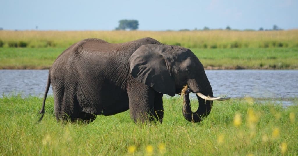 elefante africano vs elefante asiatico