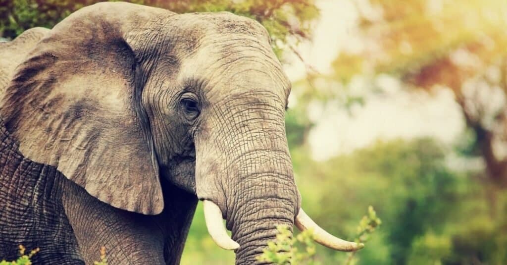 elefante africano vs elefante asiatico