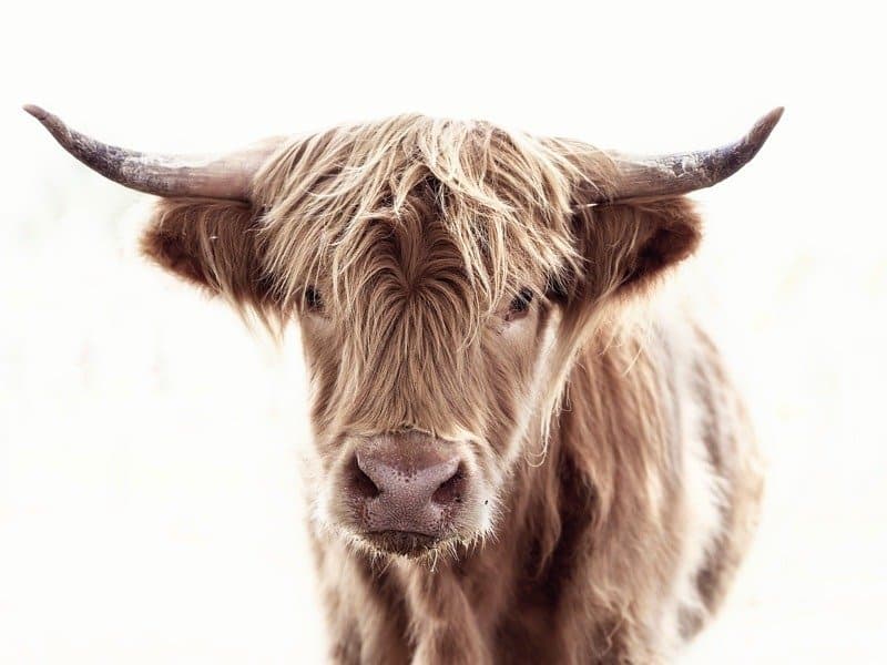 manzo contro toro