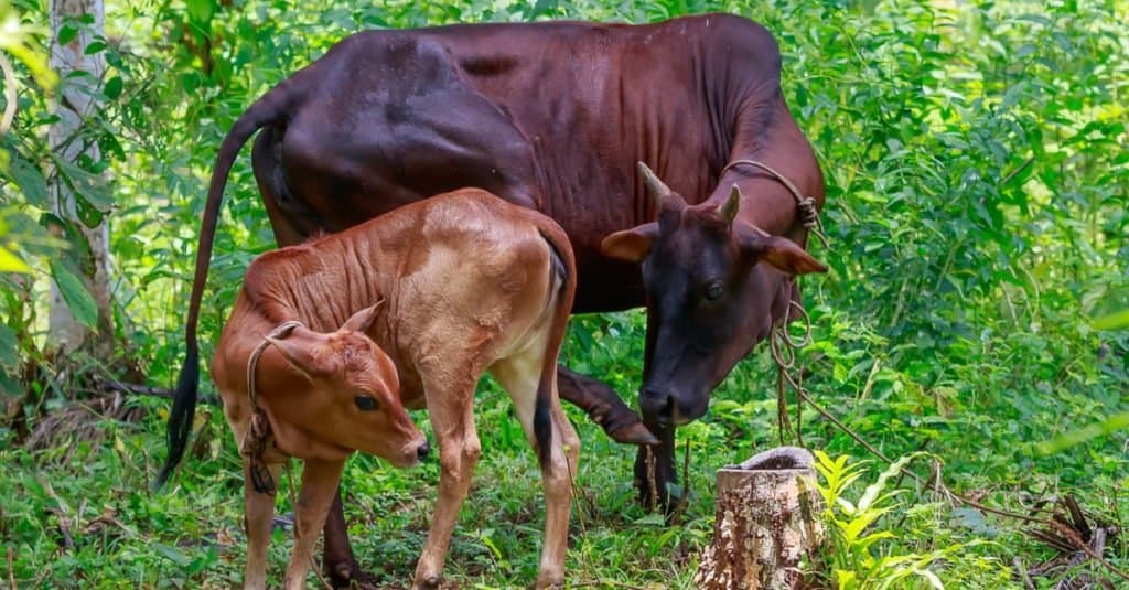 manzo contro toro