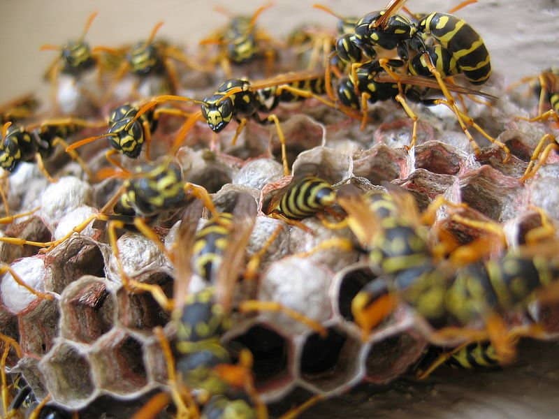Alveare contro nido di vespe