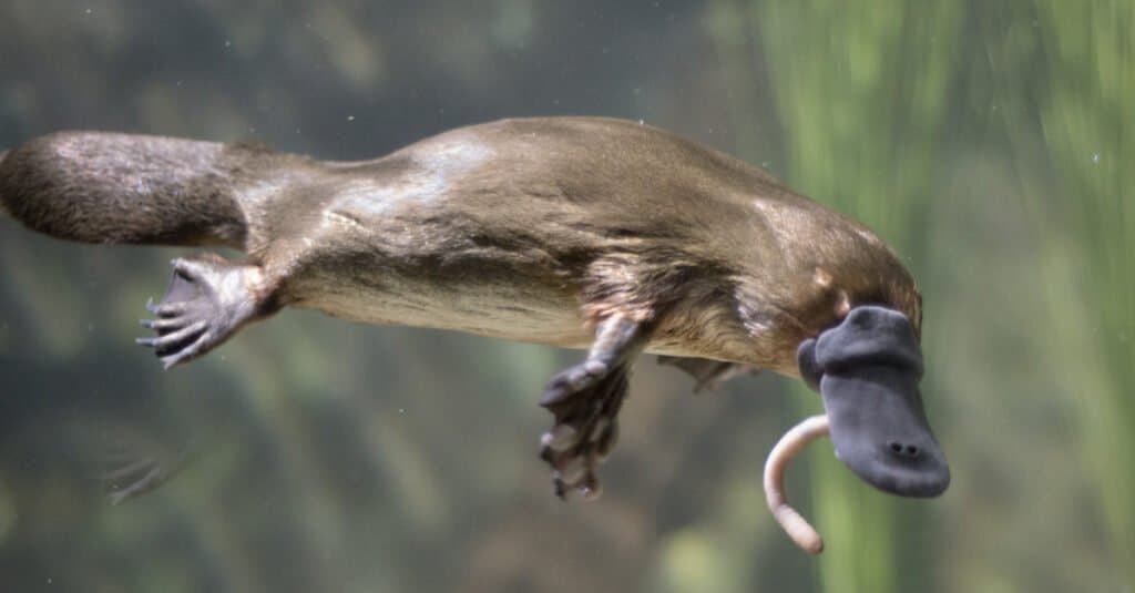 Animali interessanti – Ornitorinco