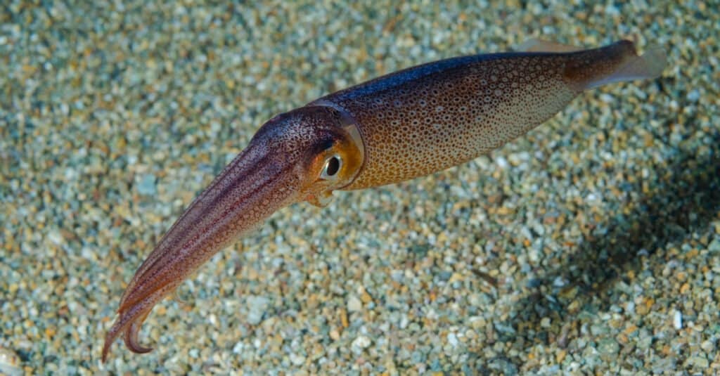 Animali che volano: calamari volanti