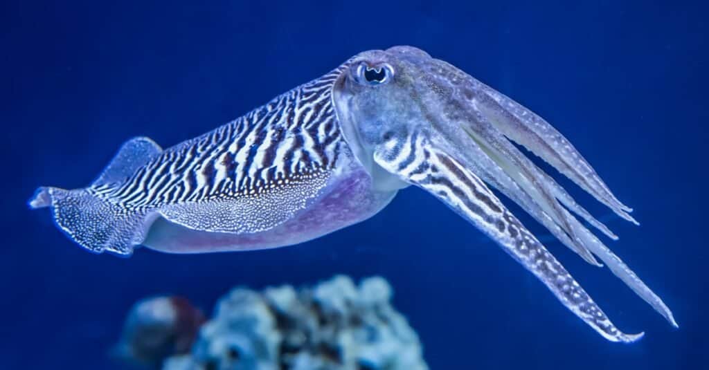 Gli adattamenti degli animali più pazzi: le seppie