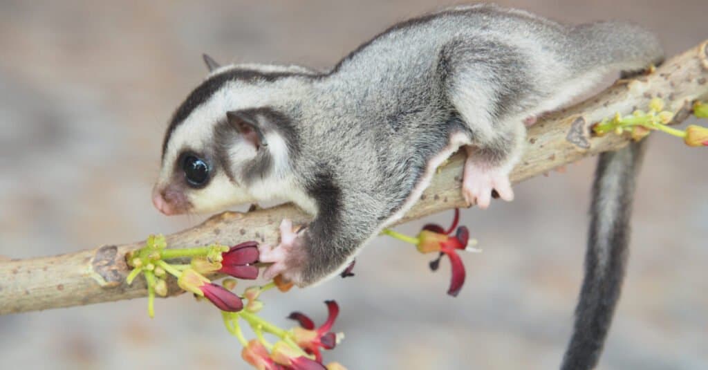 arrampicata su petauro dello zucchero per bambini