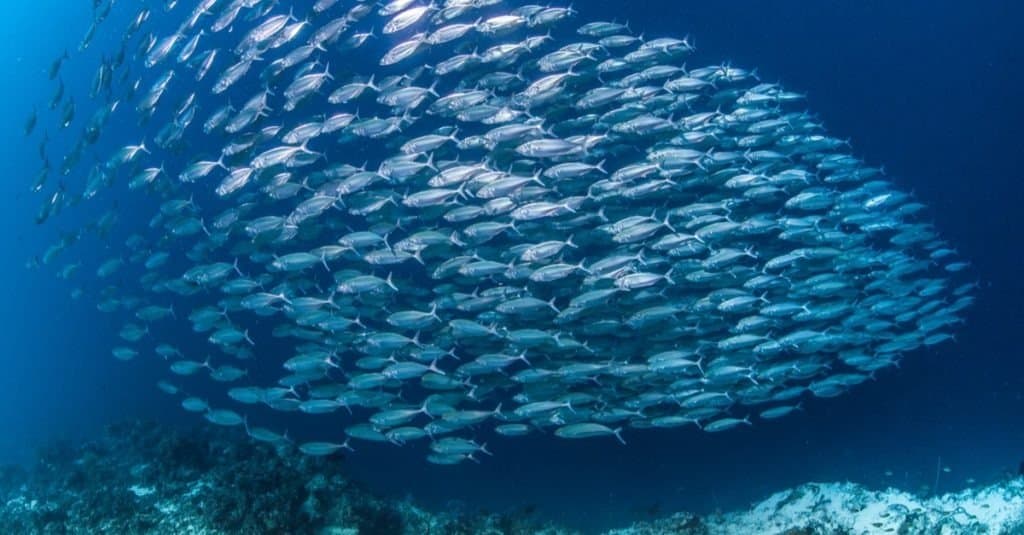 Subacqueo e grande branco di sardine