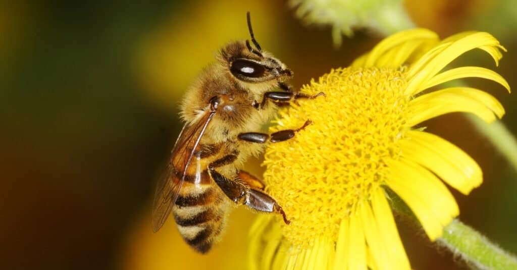 Paura degli animali: melissofobia/apifobia