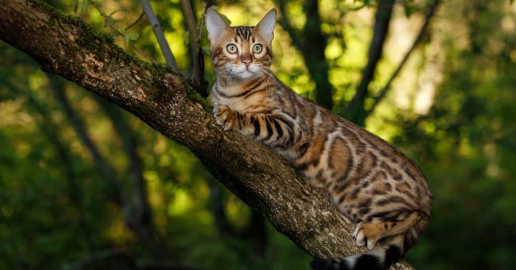 Razze di gatti più costose: Bengala