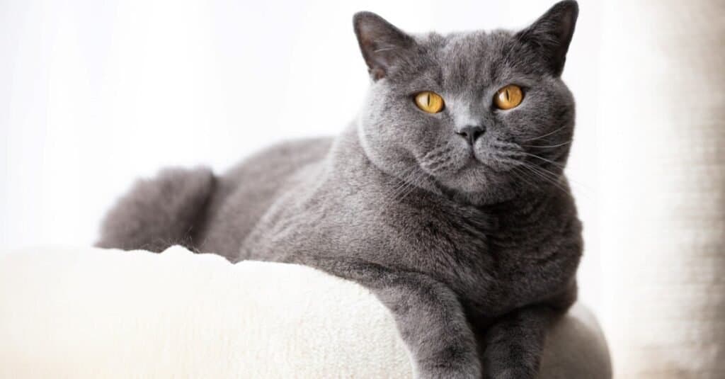 Gatti più alti - British Shorthair
