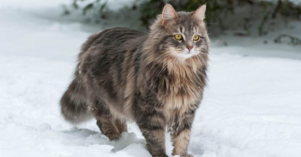 Gatti più lunghi - gatto siberiano