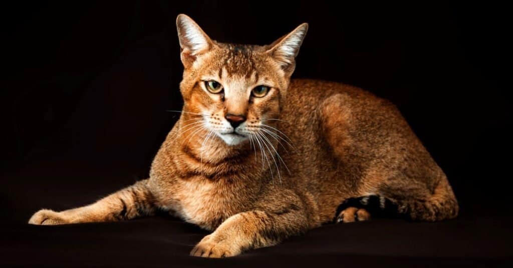 Gatti più forti - Chausie