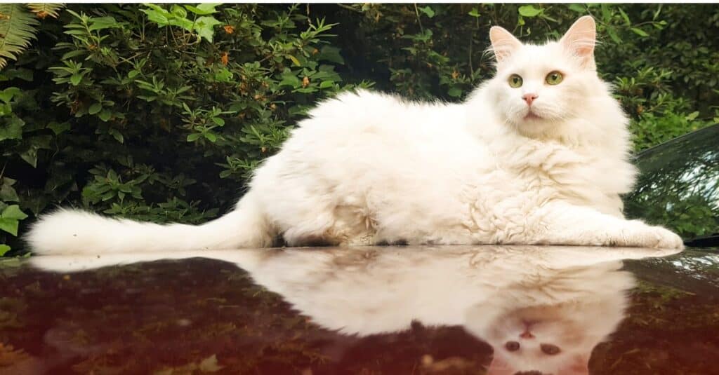 Gatti più pesanti _ più grassi - Ragamuffin