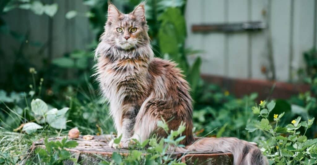 maine coon seduto sulla pietra