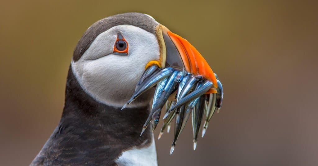 Puffin vs Penguin - Puffin che mangia