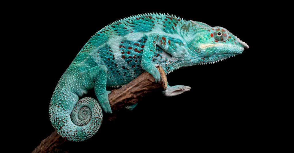 Animali blu - camaleonte blu