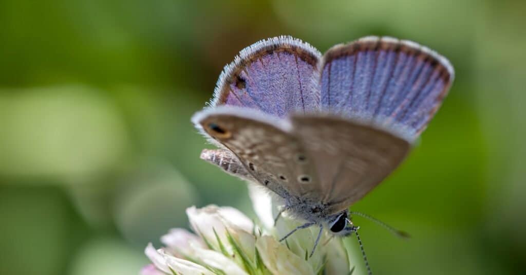 Le farfalle più rare al mondo