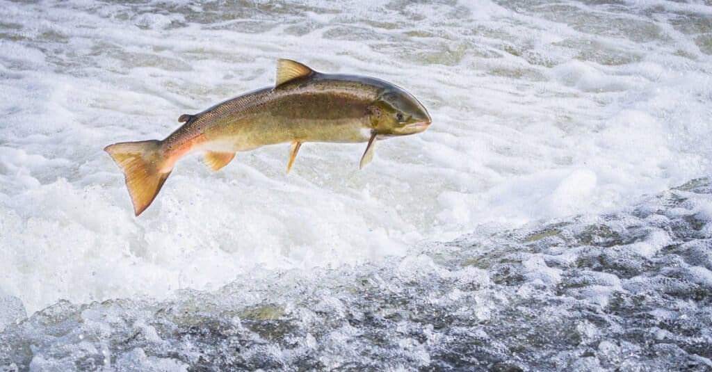 salmone rosso vs salmone atlantico