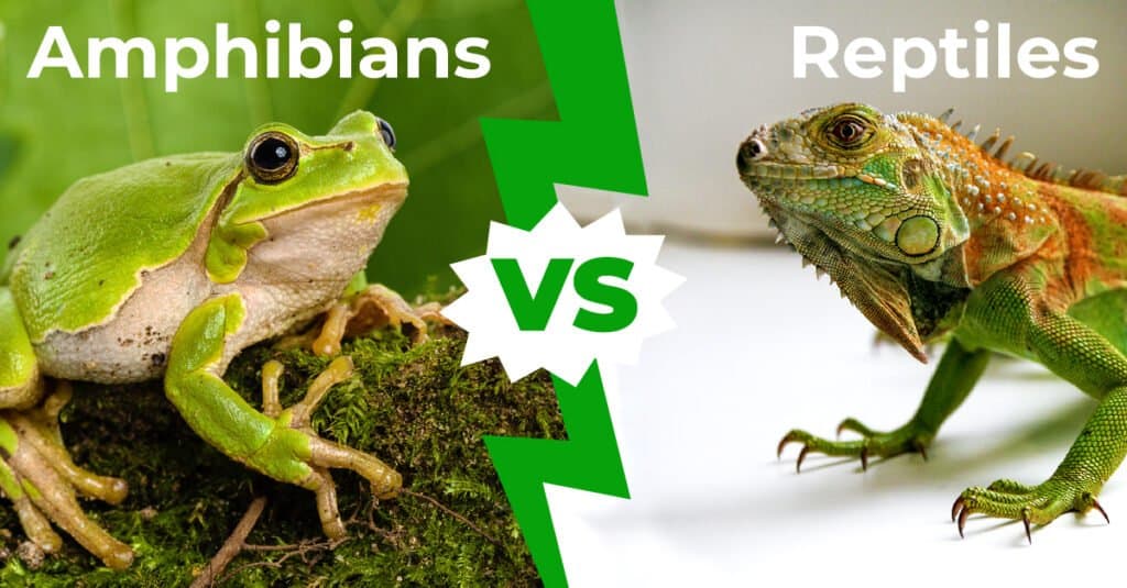 Anfibi vs Rettili 1200x627