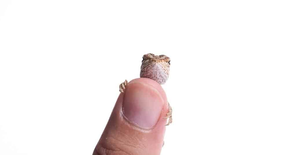drago barbuto lucertola bambino