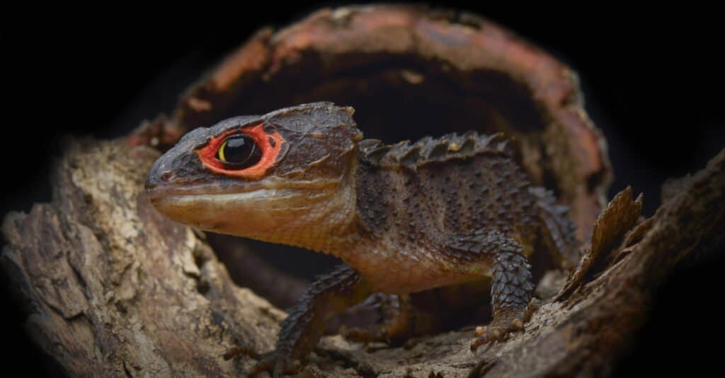 scinco di coccodrillo dagli occhi rossi lucertola bambino più carino