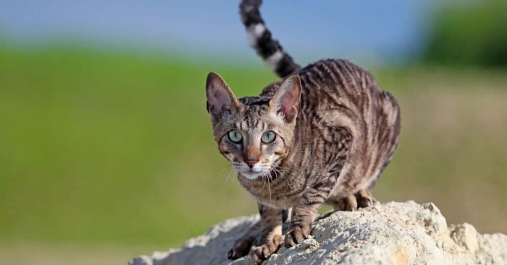 I gatti più brutti - Cornish Rex