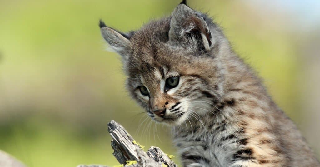 primo piano della lince del bambino