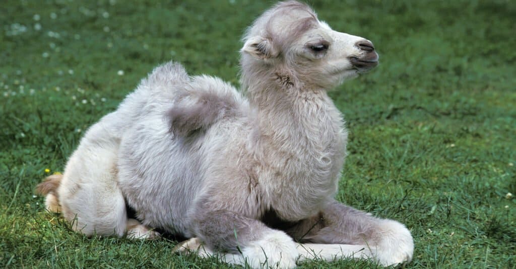 cucciolo di cammello battriano