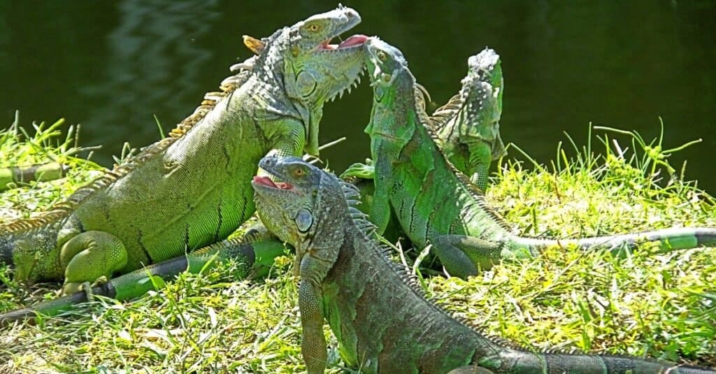 gruppo-di-iguane-verdi-da-un-lago