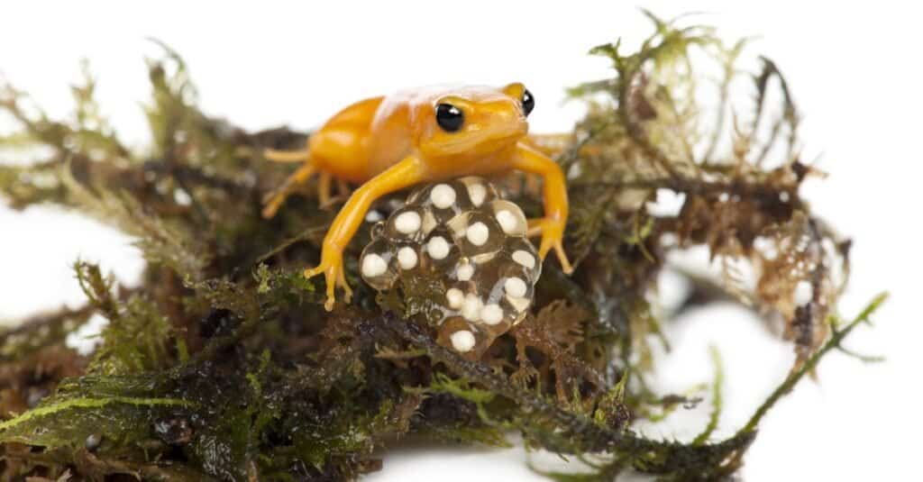 Golden Mantella protegge le sue uova, Mantella aurantiaca.