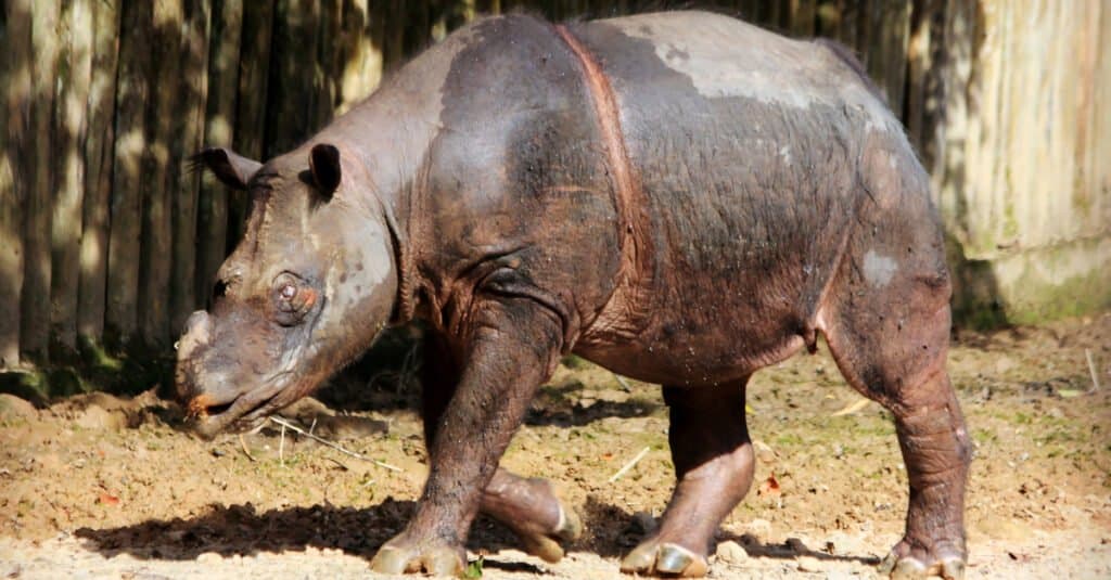 Animale più raro: rinoceronte di Sumatra
