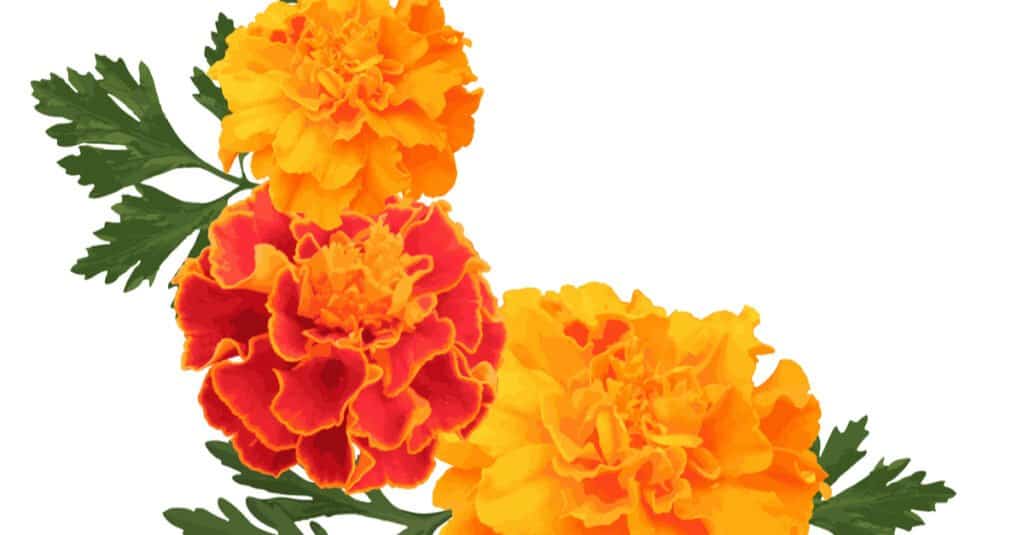 Le calendule sono velenose -