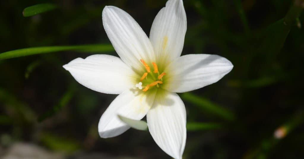 I gigli sono velenosi - Rain Lily