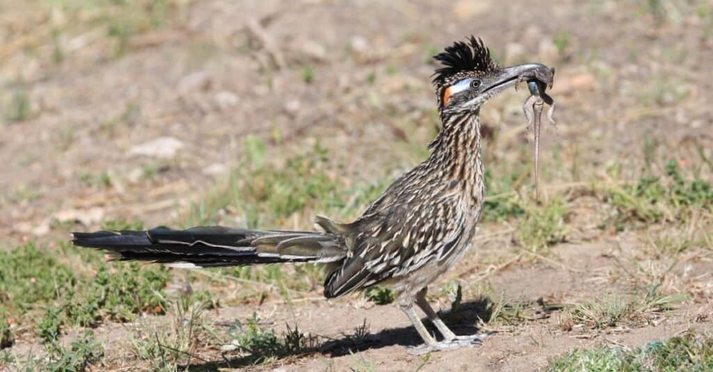 Cosa mangiano i Roadrunner?