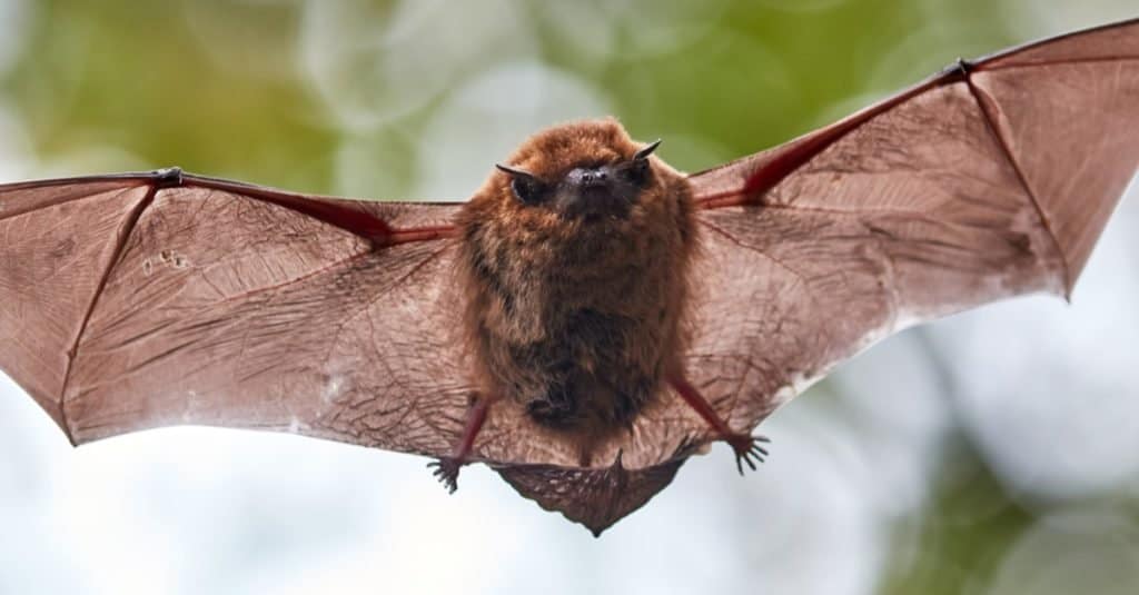 Piccolo pipistrello marrone che vola nella foresta.