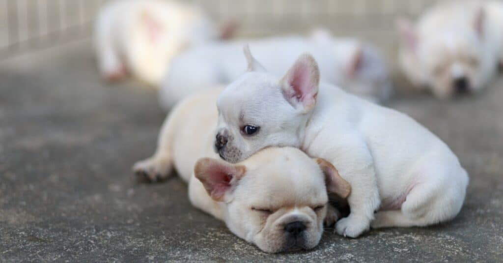 fratelli piccoli bulldog francese