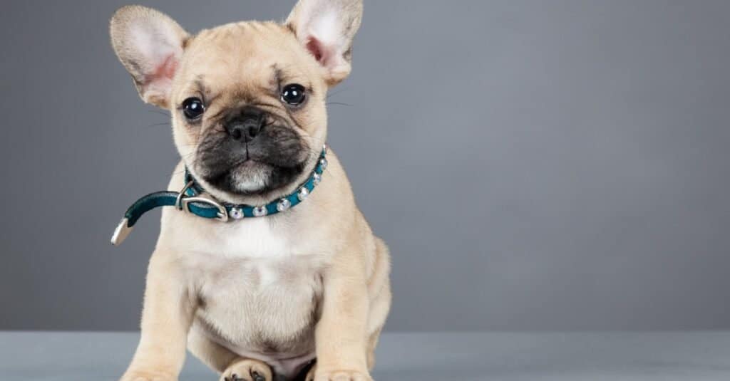 adorabile cucciolo di bulldog francese