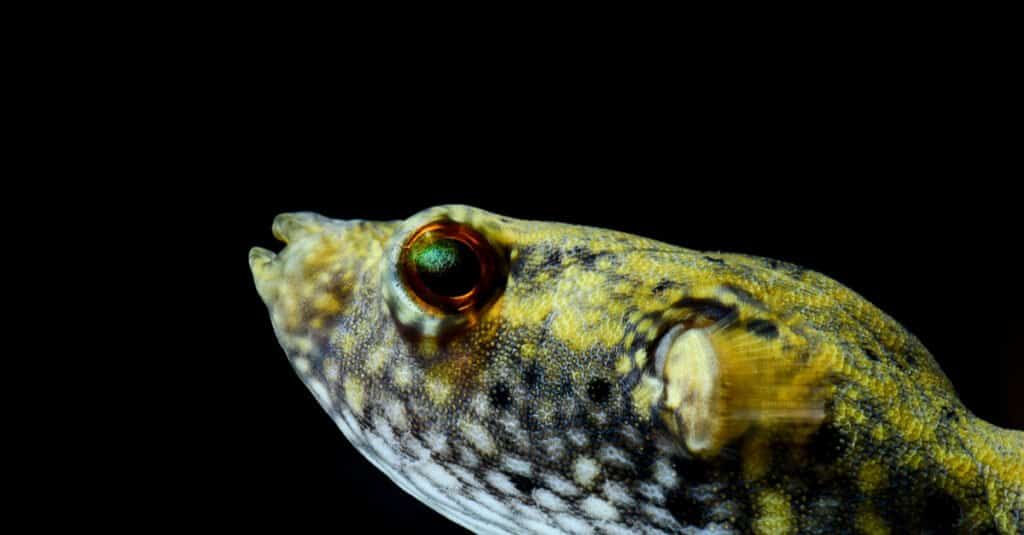 Pesce palla occhi rossi