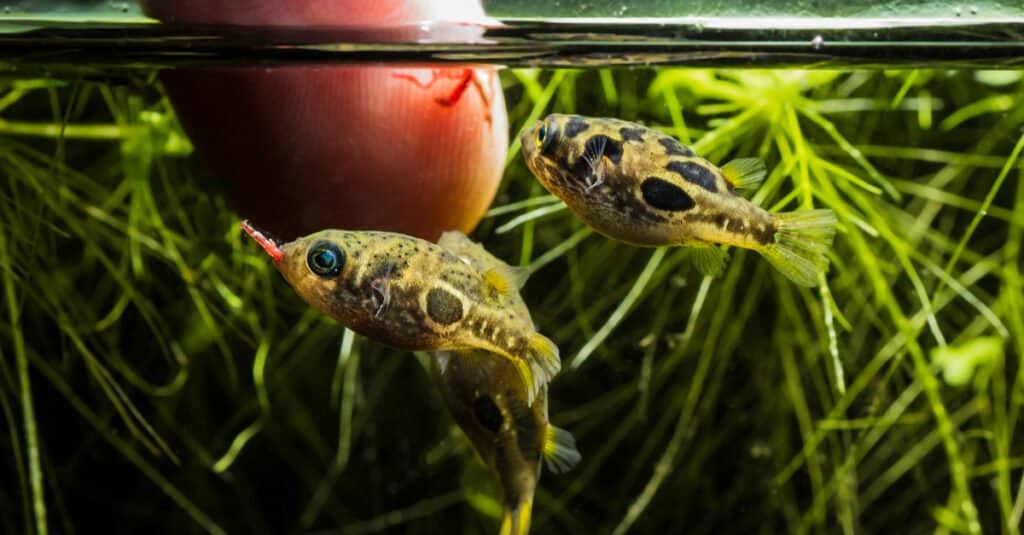 Pesce palla d'acqua dolce - pesce palla nano