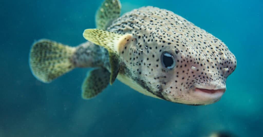 Pesce palla porcospino