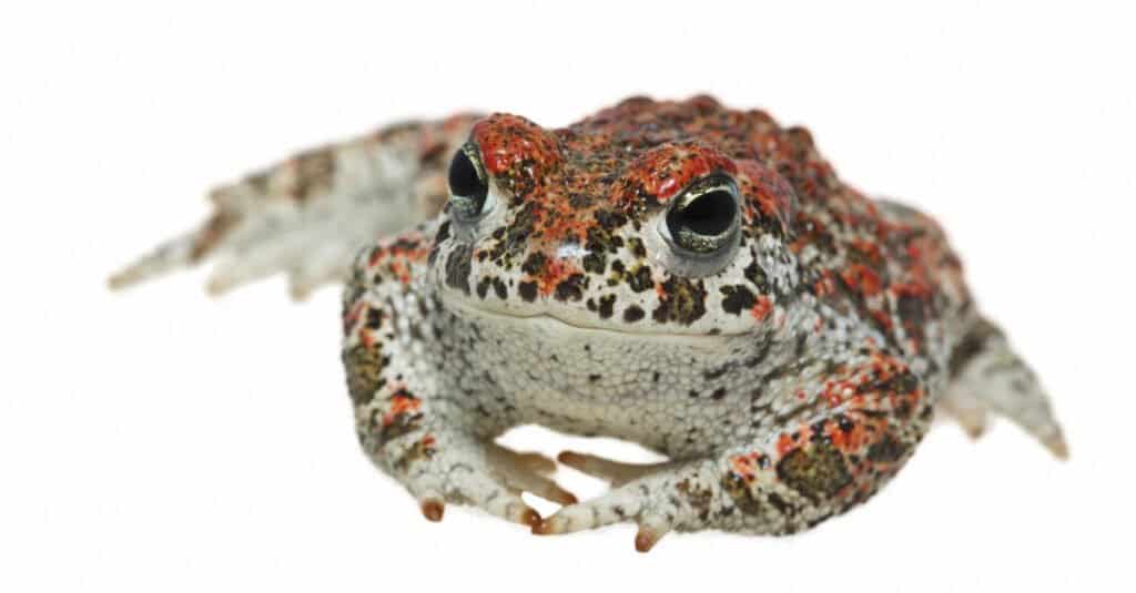 Rospo natterjack isolato su sfondo bianco.