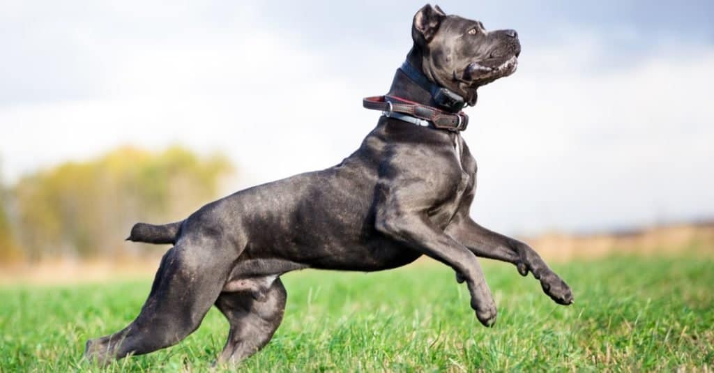 Cane grigio di Cane Corso che gioca nel campo