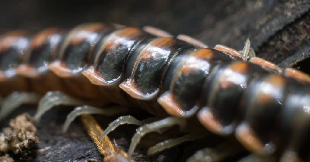 Il millepiedi più grande: un primo piano sulle gambe dei millepiedi