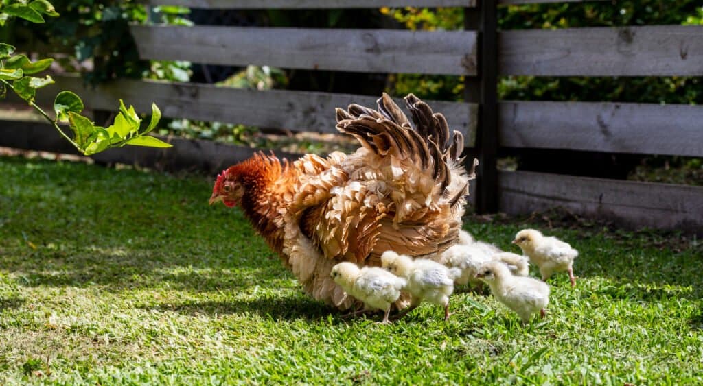 gallina contro pollo