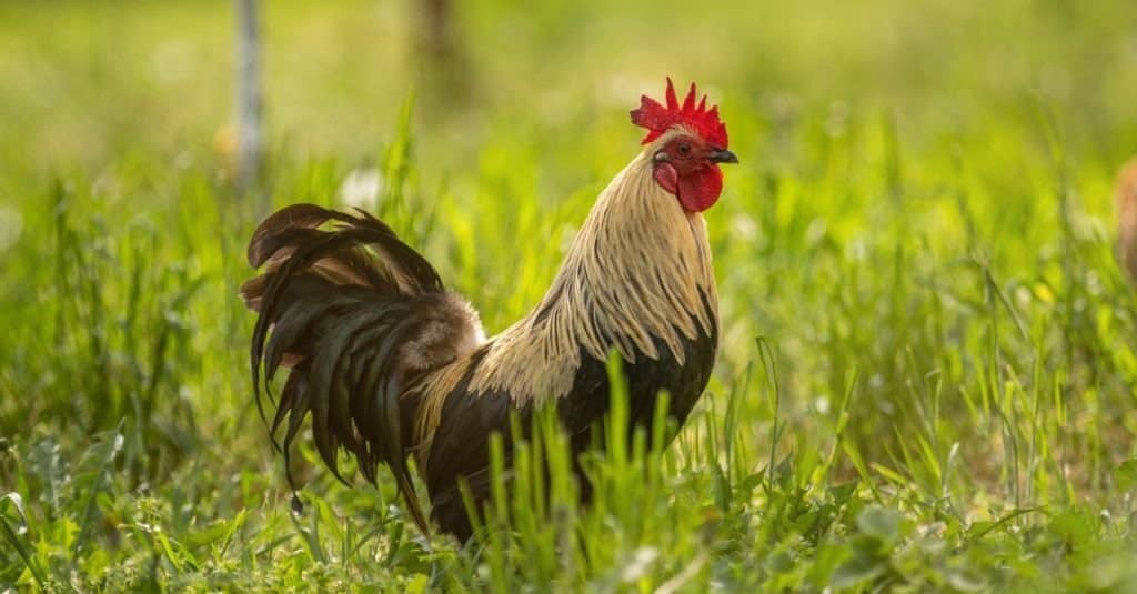 gallo contro pollo