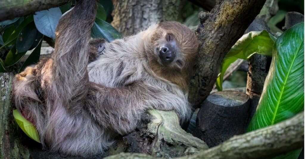 Gli animali più deboli bradipo