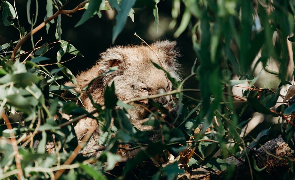 Denti di Koala - Koala che mangia