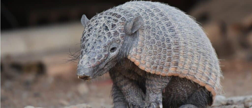 Oritteropo contro Armadillo